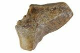Fossil Enchodus Jaw Section - Texas #164787-1